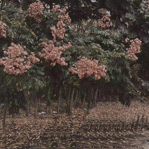 想看做爱视频下载那个软件
